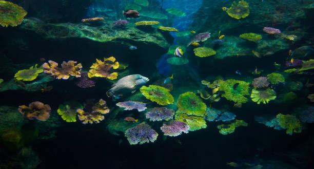istock Bangkok Ocean World, Thailand 956795342