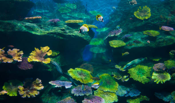 Bangkok Ocean World, Thailand