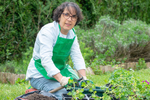 istock a mature woman potting geranium flowers 956795622