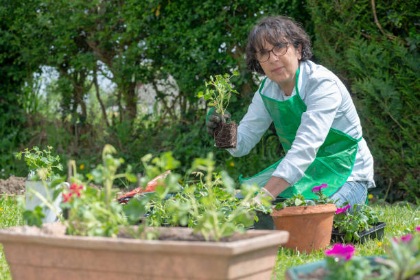 istock a mature woman potting geranium flowers 956795680