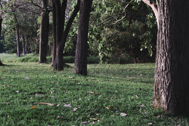 istock public park with green grass field 956796156