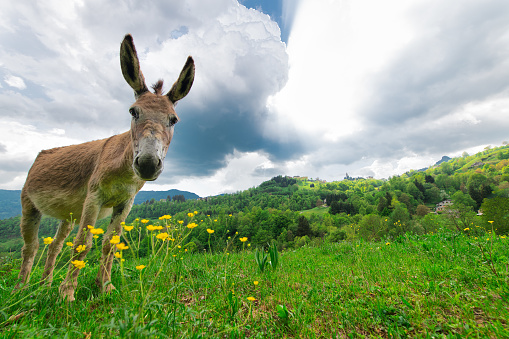 Donkey in the meadows of the Bergamo pre-alps Italy