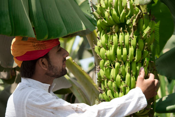 istock Farmer harvesting banana 956800018