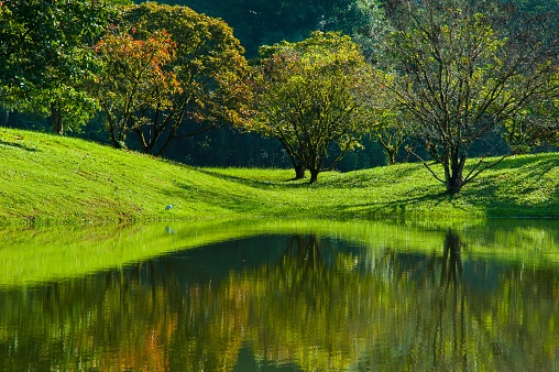 Dramatic scenery of lake gardens in beautiful morning sunlight, Taiping Lakes Garden, Perak malaysia.