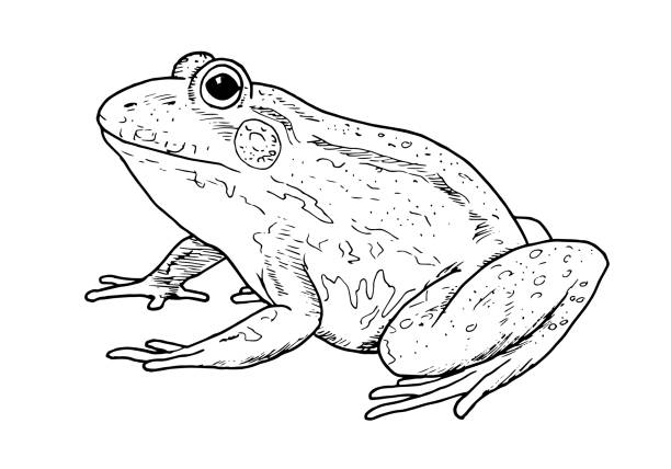 Drawing of frog  - hand sketch of animal, black and white illustration A hand drawing of amphibian animal - frog toad illustrations stock illustrations