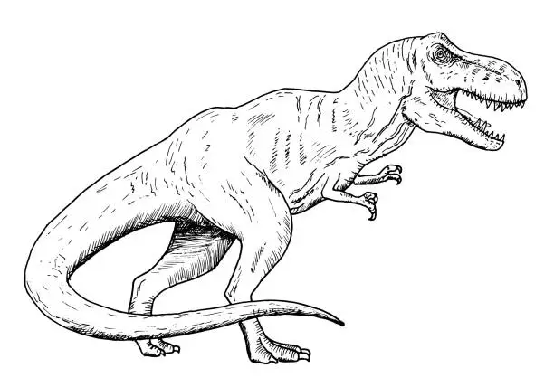 Vector illustration of Drawing of dinosaur - hand sketch of tyrannosaurus, black and white illustration