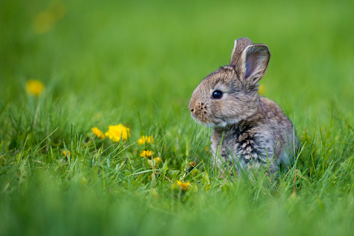 Cute rabbit with flower dandelion sitting in grass. Animal nature habitat, life in meadow. European rabbit or common rabbit, Oryctolagus cuniculus, hidden grass. Rabit in pink spring flowers.