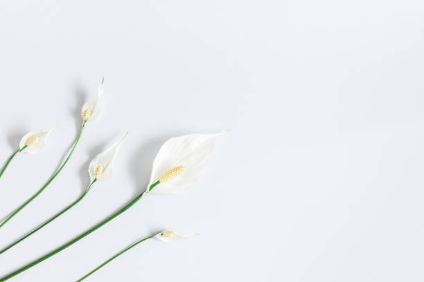 istock Tropical flower on pastel blue background. Flat lay, top view 956809350