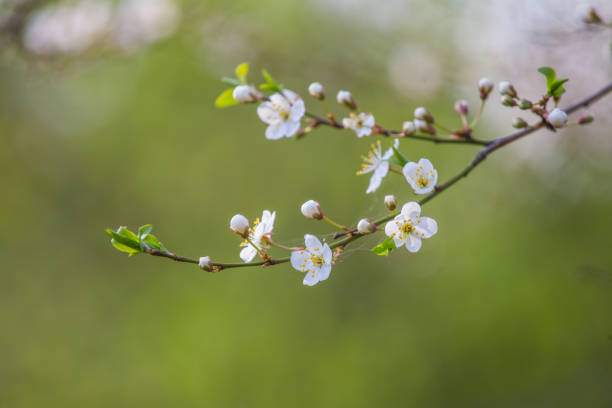 istock A beautiful white cherry flowers in spring on natural background. 956809830