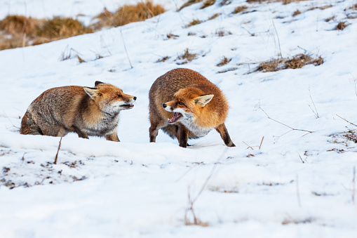 European red fox in the wild