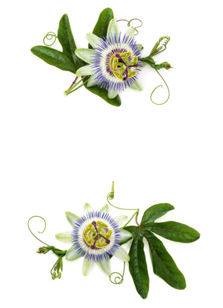 Passion flower on white. Closeup shot of passion flower isolated on white background. passion fruit flower stock pictures, royalty-free photos & images