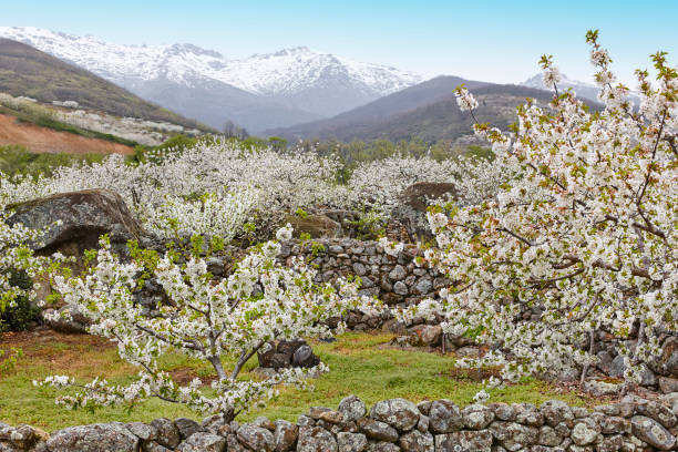 cerisiers en fleurs dans la vallée de jerte, caceres. printemps en espagne - valley photos et images de collection