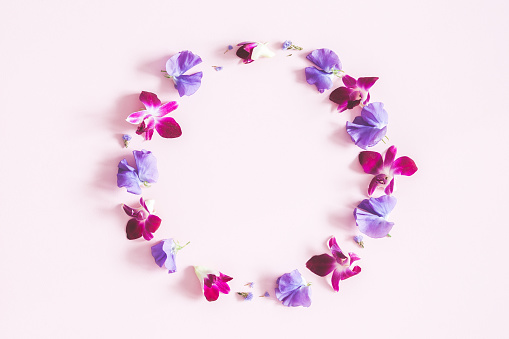 Flowers composition. Wreath made of colorful orhid flowers on pastel pink background. Flat lay, top view, copy space