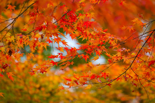 foglia d'acero colorata in autunno - japanese maple maple leaf leaf maple tree foto e immagini stock