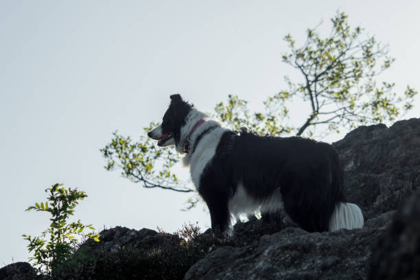 istock A border collie photographed while hiking in the mountains 956815268
