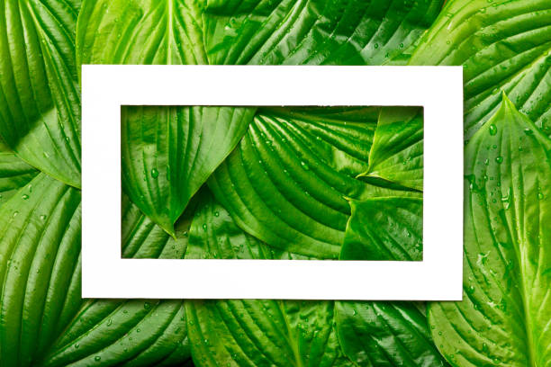 istock White paper frame with place for text on tropical background. Nature layout made of leaves. 956815558