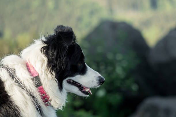 istock A border collie photographed while hiking in the mountains 956815678