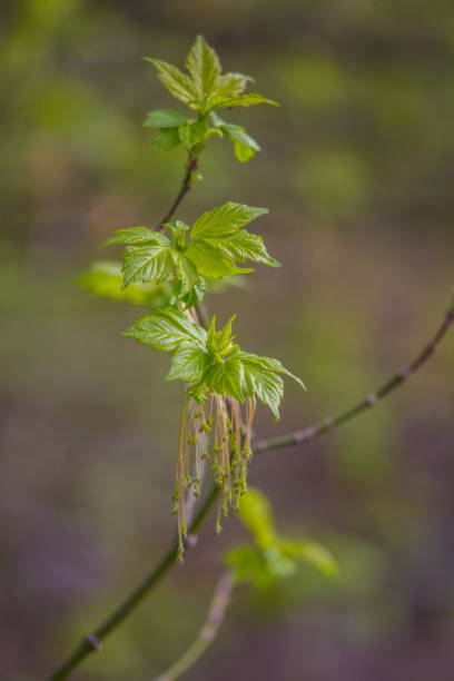 istock Beautiful, fresh new leaves in spring on a natural background. 956815786