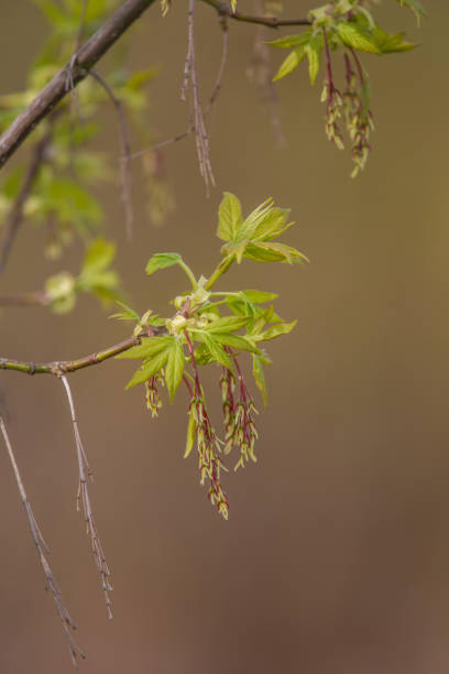 istock Beautiful, fresh new leaves in spring on a natural background. 956815880