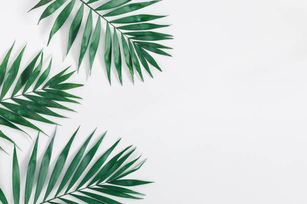 istock Green tropical leaves on gray background. Flat lay, top view 956818340