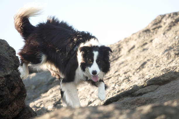 istock A border collie photographed while hiking in the mountains 956818370