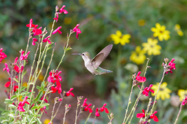 colibrì di anna in volo, che si nutre di fiori rossi. - sonoran desert immagine foto e immagini stock