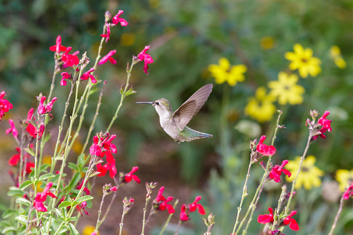 Anna's Hummingbird in flight, feeding on red flowers.