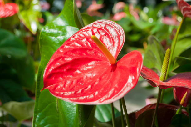 istock Red color anthurium in a garden. 956818454
