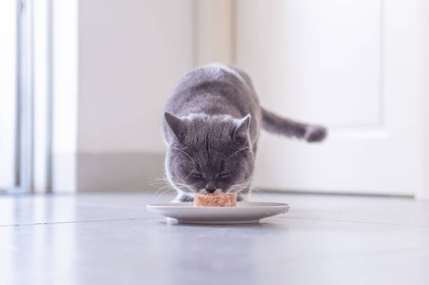istock British short hair cat eating meat 956819030