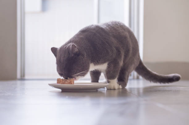 istock British short hair cat eating meat 956819056