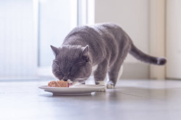 istock British short hair cat eating meat 956819060