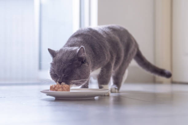istock British short hair cat eating meat 956819070