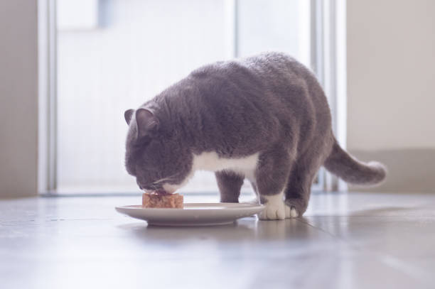 istock British short hair cat eating meat 956819076