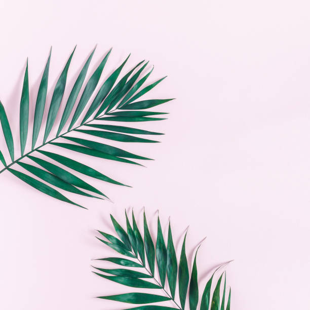 istock Green tropical leaf on pink background. Flat lay, top view 956819346