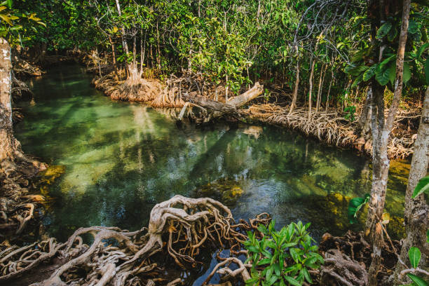 arroyo claro en los bosques de mangles, provincia de krabi tailandia. - tropical rainforest thailand root waterfall fotografías e imágenes de stock