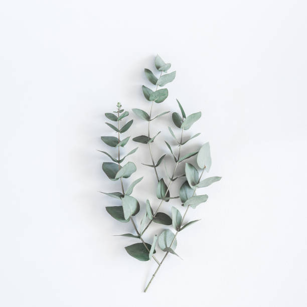 istock Eucalyptus branches on pastel gray background. Flat lay, top view 956819556