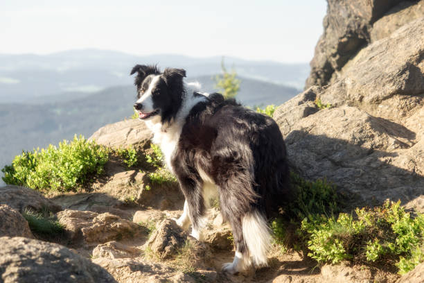 istock A border collie photographed while hiking in the mountains 956819628
