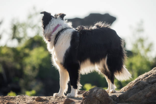 istock A border collie photographed while hiking in the mountains 956819830