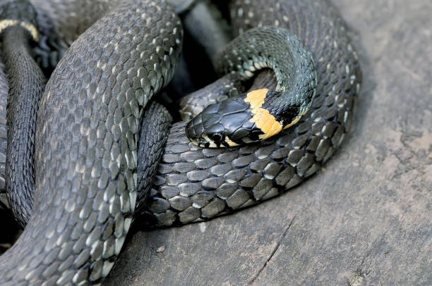 istock Grass snakes Natrix Natrix on a wooden boards. 956824220