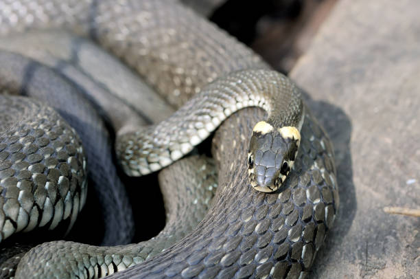 Grass snakes Natrix Natrix in Latin lies under sunshine on a wooden boards. Macro shooting. Small depth of sharpness
