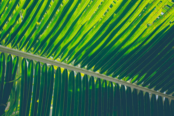 istock Closeup of green tropical plants 956829602