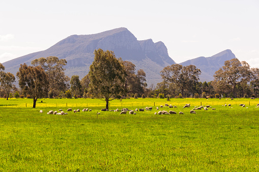 Resting sheep on green pastures at the foot of the Grampians Ranges - Dunkeld, Victoria, Australia