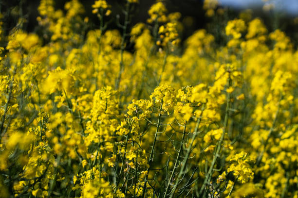 istock Colza field in a sunny day 956835862