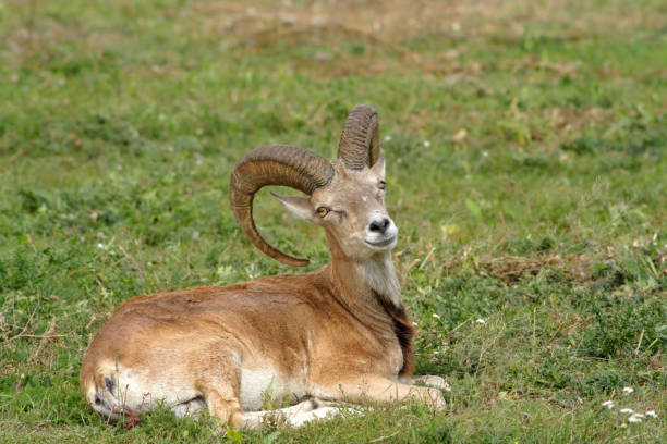 istock The mountain goat on a grass 956835998