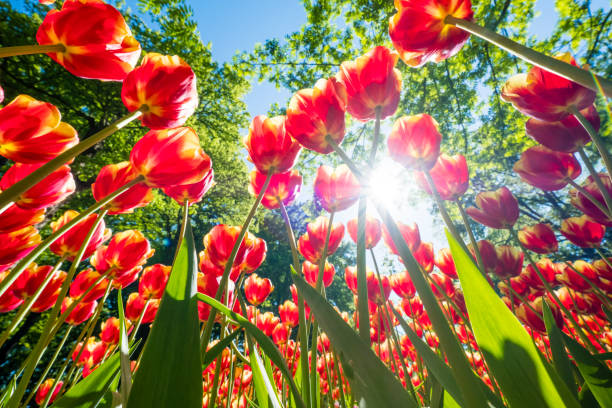 istock tulips with beautiful colors directed towards the sun 956836166