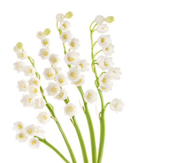 istock lily of the valley isolated on white background 956836908