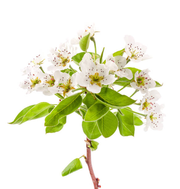 istock Spring flowers of pear isolated on white background 956836970