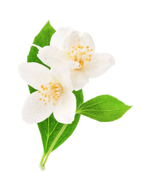 istock Jasmine flowers isolated on white background 956837032