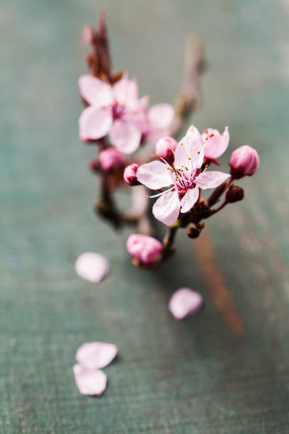 istock Cherry blossom flowers on wooden background 956837180