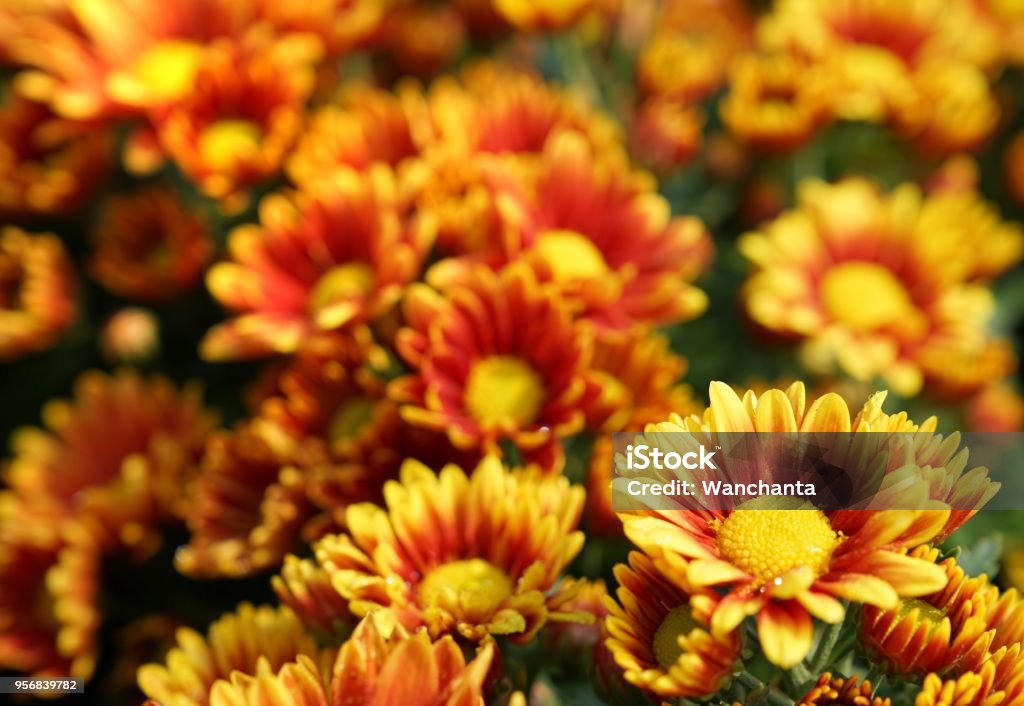 Flor flores de crisantemo amarillo naranja - Foto de stock de Crisantemo libre de derechos